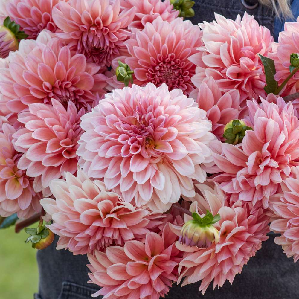 Dahlia 'Beauty Queen'